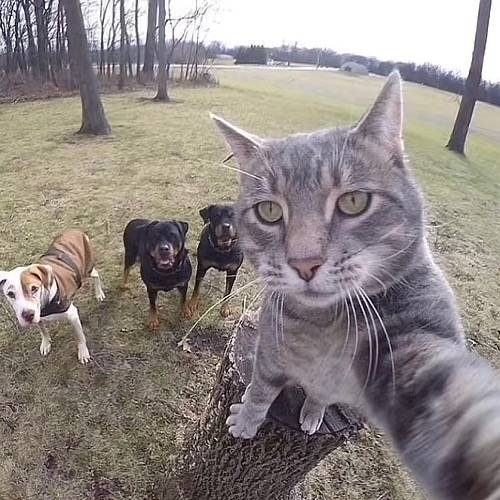 😼~*animations*~🐇