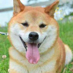 ᴅᴀᴍɴㅤ小柴.