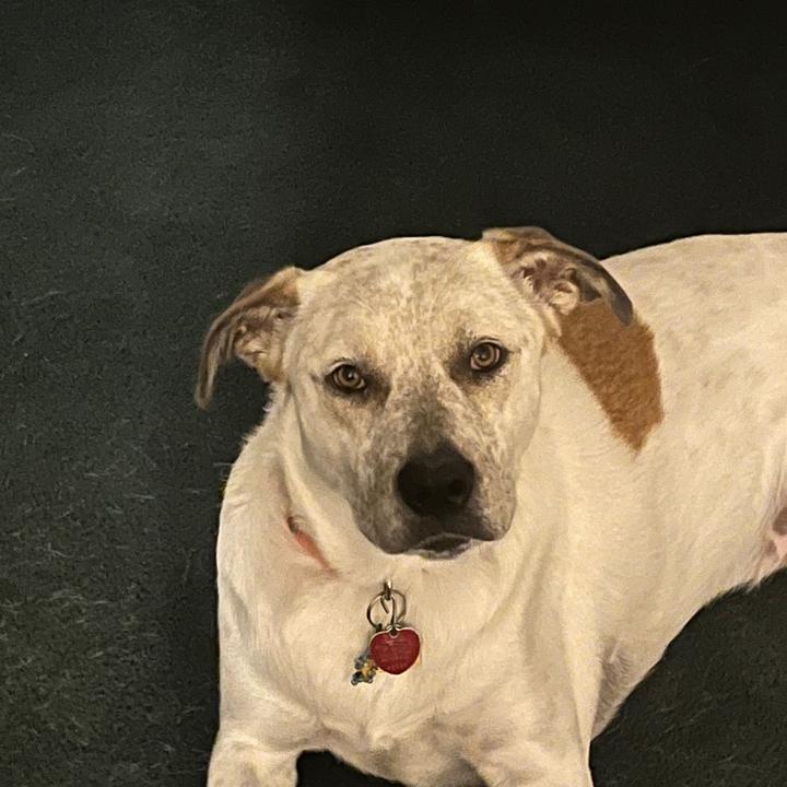 🐶🐕Skai🐕🐶