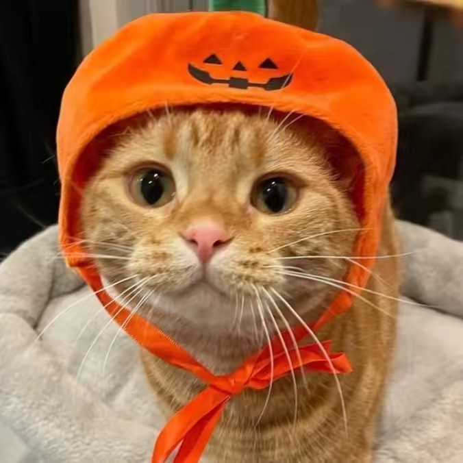 🐉      RONALDO     🐮