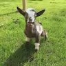 Goat Daddy's
