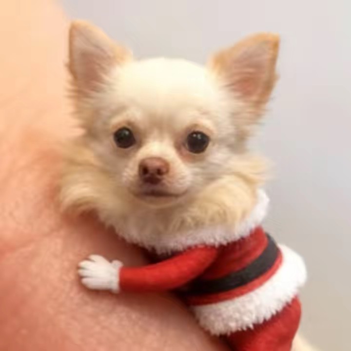 ハレルヤ🥁　할렐루야