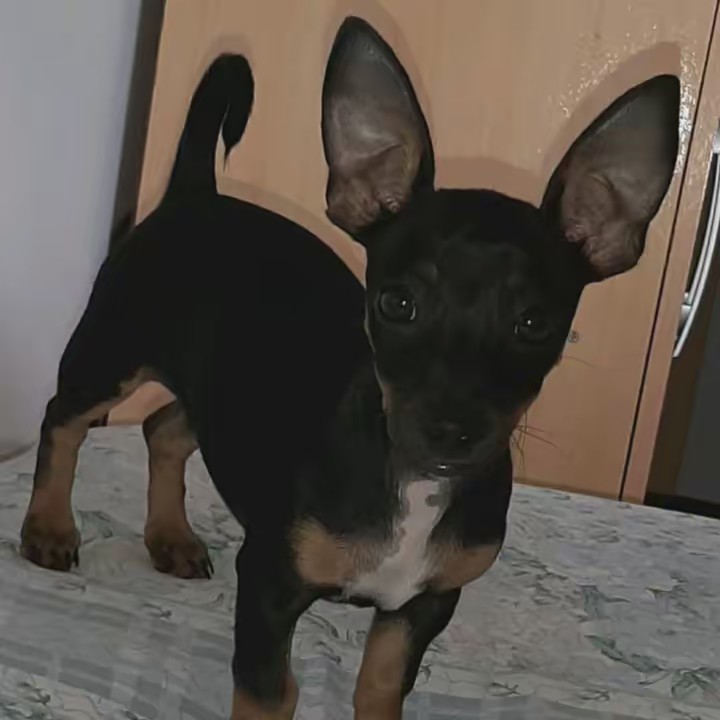 Chico pinscher 🐶