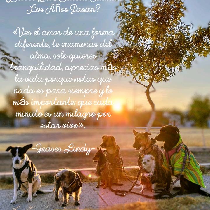 RockyGruñónNalaYinBlackFalkonD