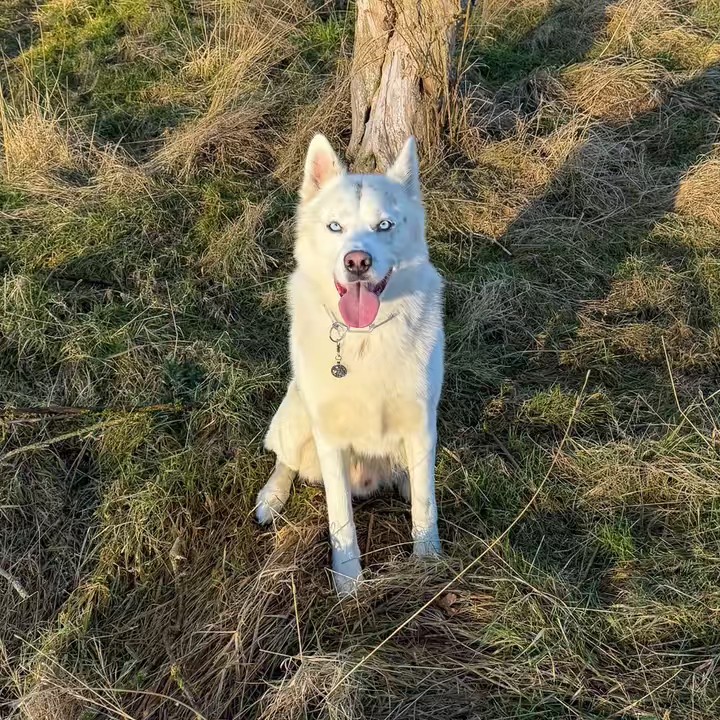 𝕃𝕠𝕜𝕚 🐾