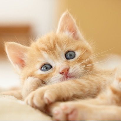 🐾맹맹고양이🐱Cute Kitten✨