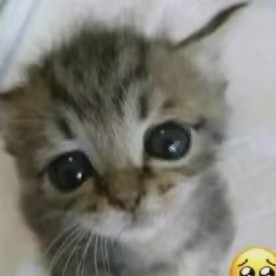 ♡☆♡☆☆☆☆