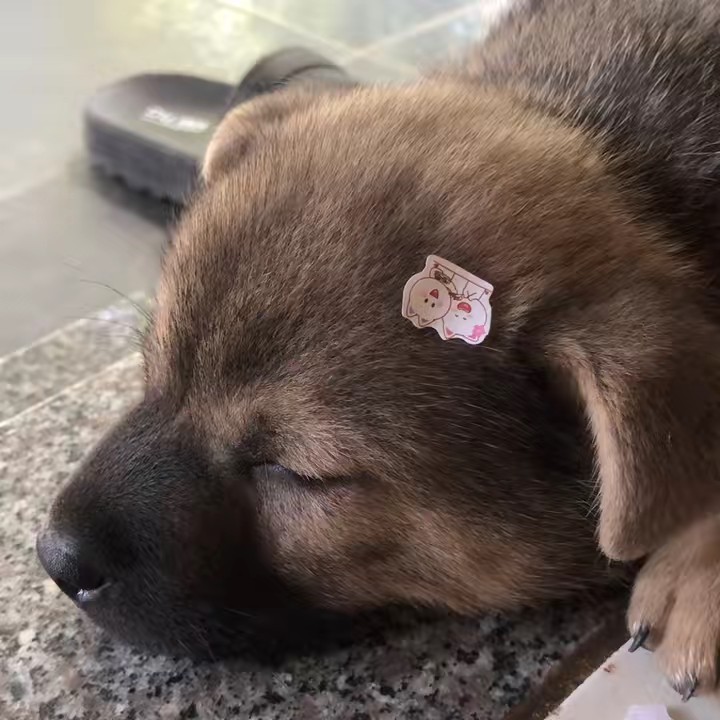 Ở đây có toàn đồ xinhh