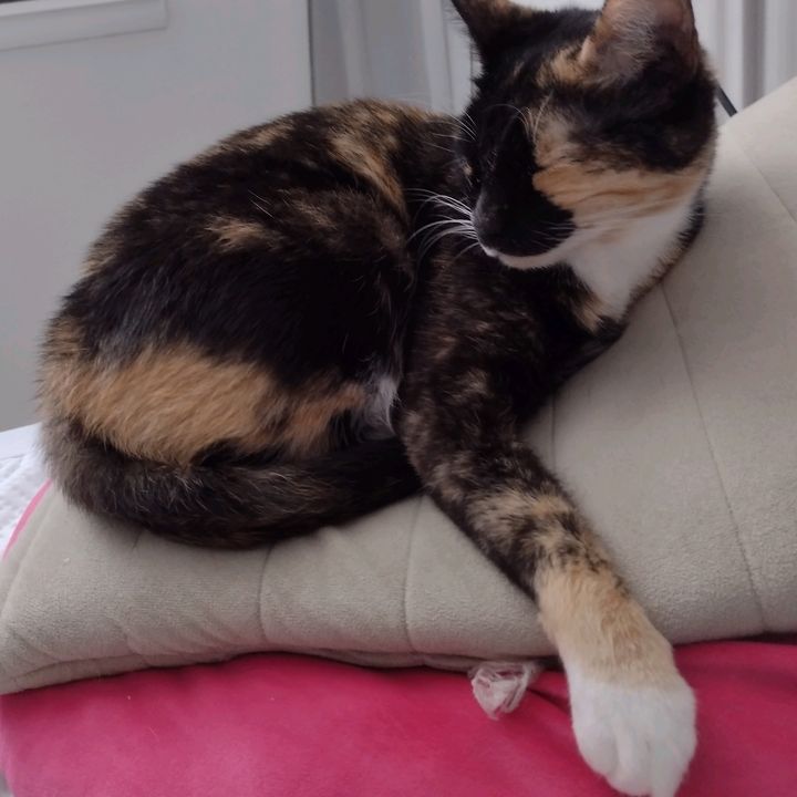 Rainbow レインボー