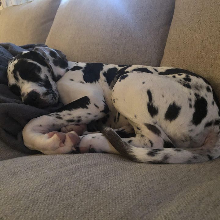 🐶🐶🐶🐶🐶🐶🐶🐶🐶🐶