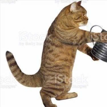 Phạm Trần Minh Quân