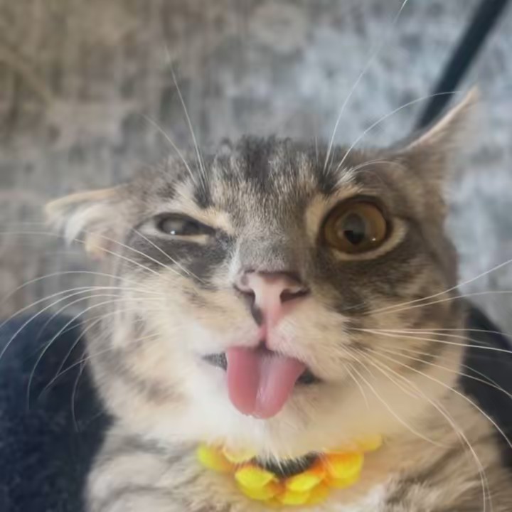 iamrigbycat