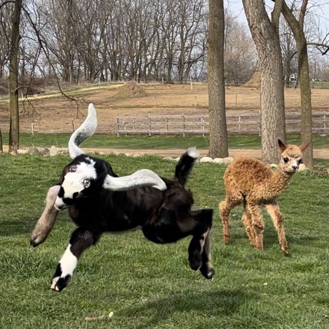 OverTheRainbow Zootopia