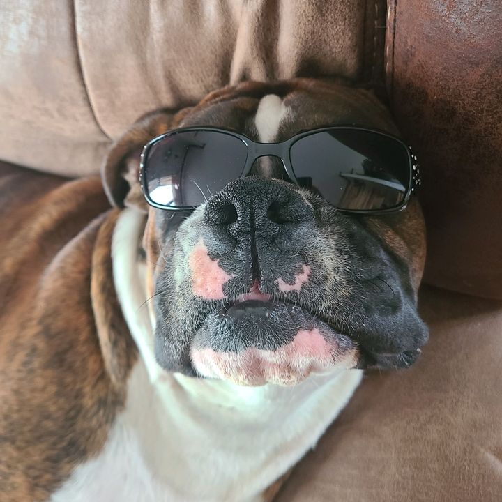 Hazzard the CRaZY Boxer