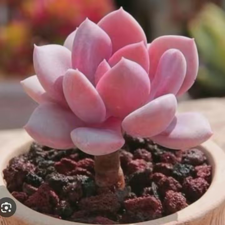 Dina💞💫🌈🧁🦋🐝