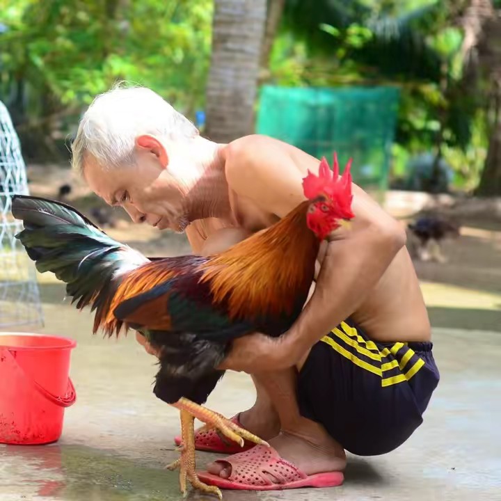 Shop Gà Đá Út Pinl