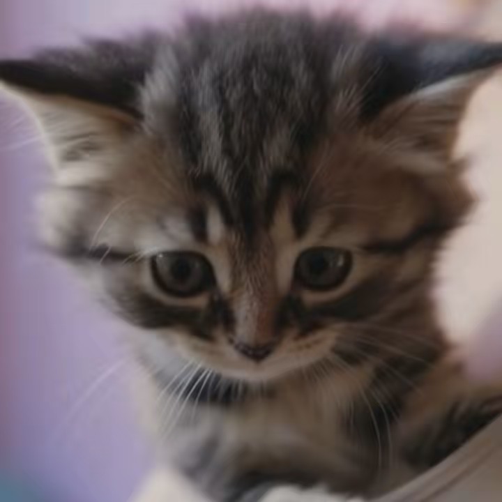 可愛い動物たち❤