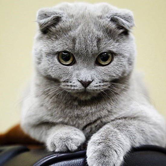 ВеселаяКамера