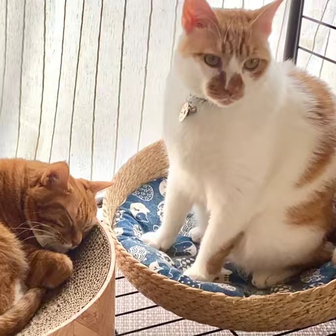 🍑るんるん🍑ももたろう🐈🐾