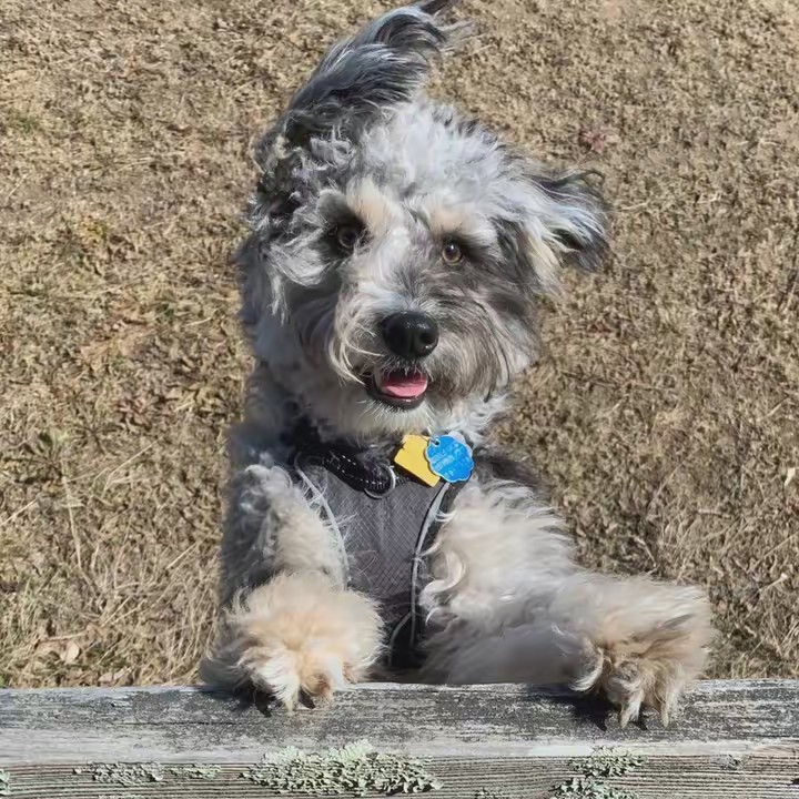 luka.theaussiedoodle