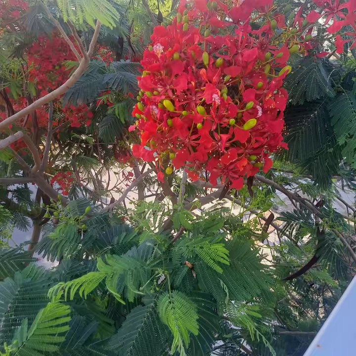 🌷🥑LA ROJITA🦩