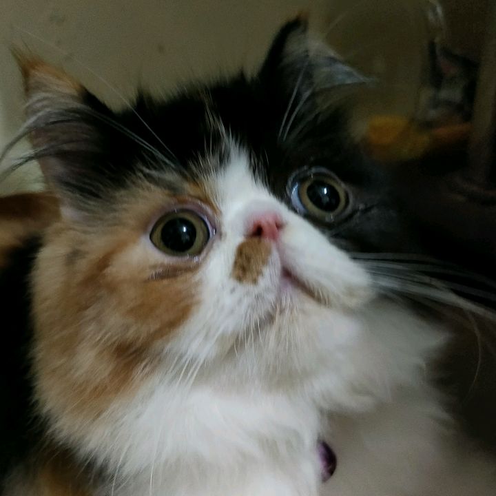 Glory The Calico