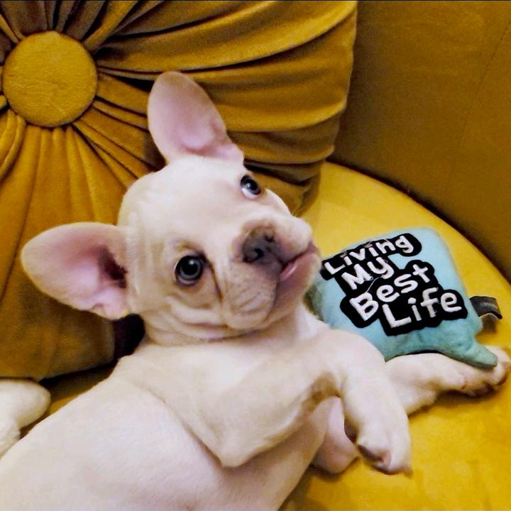 Frenchie Gang and Friends