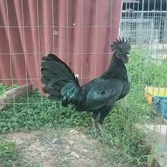 Marco Antonio Sánchez Duarte