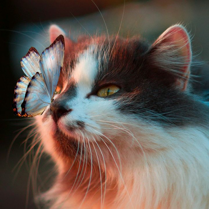 FORTNITE EPIC silentspy78 Xb