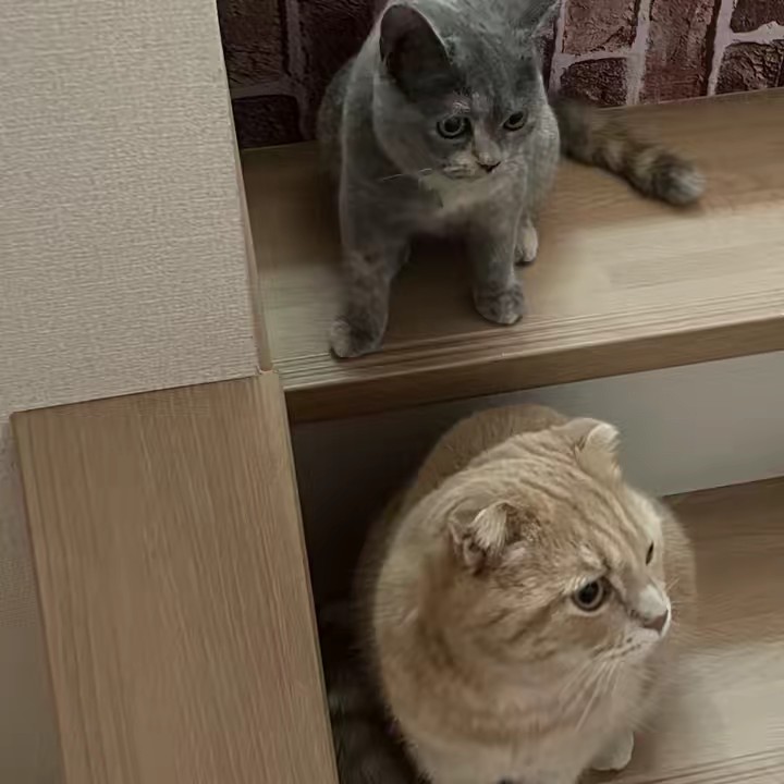 ゆこり🍙🍣🍆🕶️