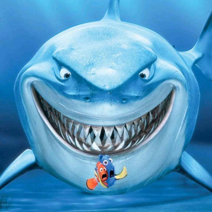 🐺🦅🇪🇨Tiburoncin 🇬🇹🕊🦅