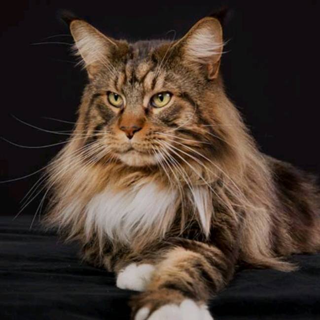 Yacine DZ🇩🇿 76