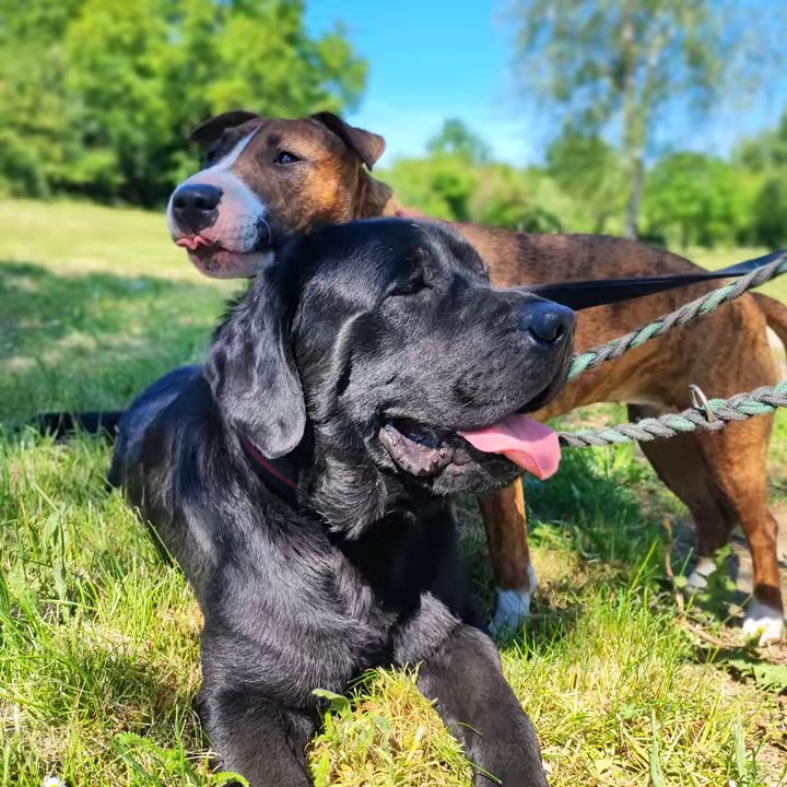 ♥️  🐾 ᛏ᛫ᚺ᛫ᛟ᛫ᚱ᛫ᚨ  🐾♥️