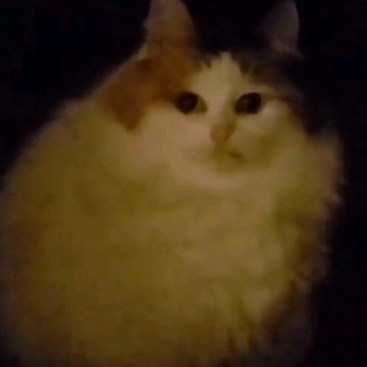 Milka 🥛 Renaissance cat