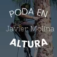 Poda en altura Javier molina🌴