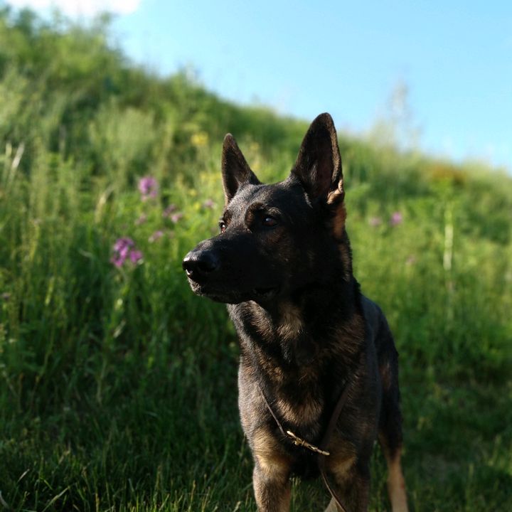 Amanda w/ the Shepherd