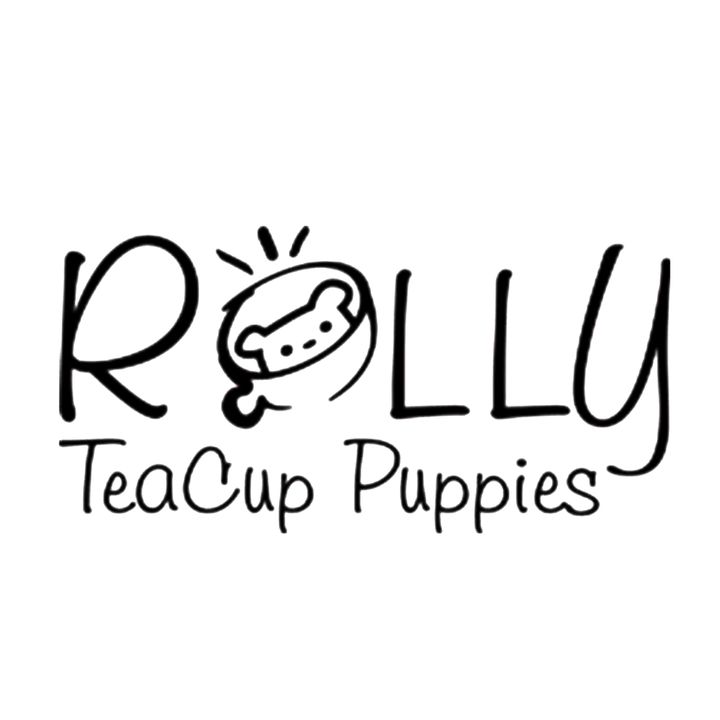 ROLLY TEACUP PUPPIES KOREA