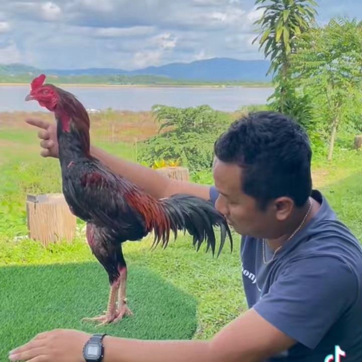 หนุ่ย โชคภคินฟาร์ม เชียงราย