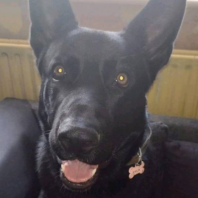 Ryuk illyria cerberus kainan