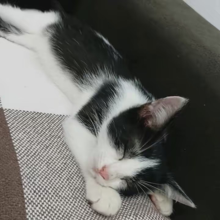 frajola vieira🤍🖤🫶🏻