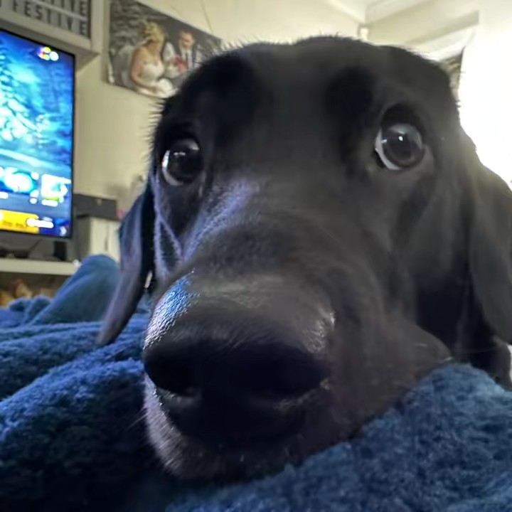 dora_theblacklab