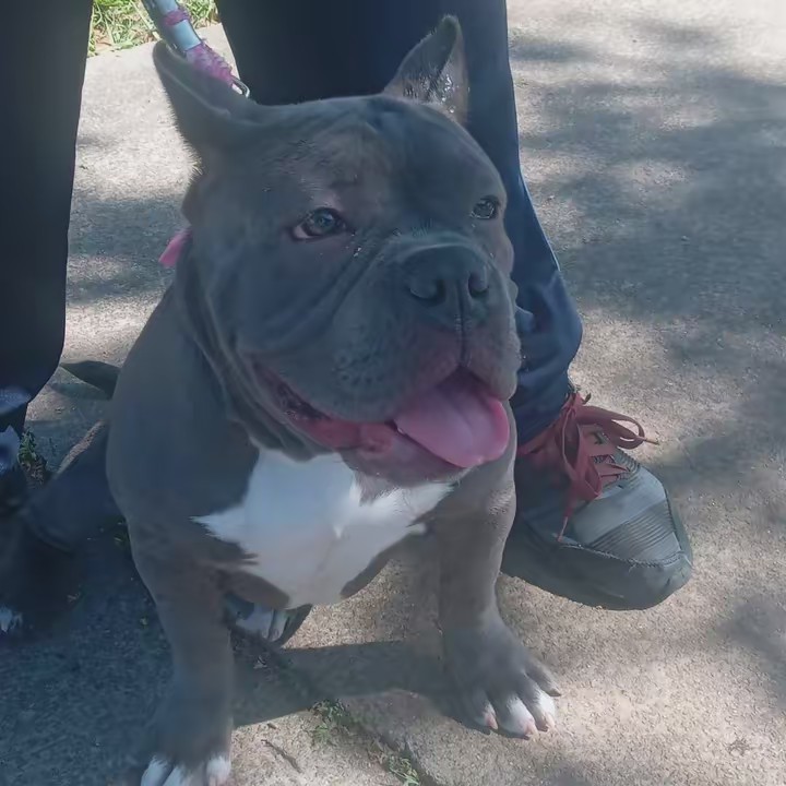 American Bully Pocket mel