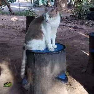 อย่าคิดเยอะกับหมาแมว