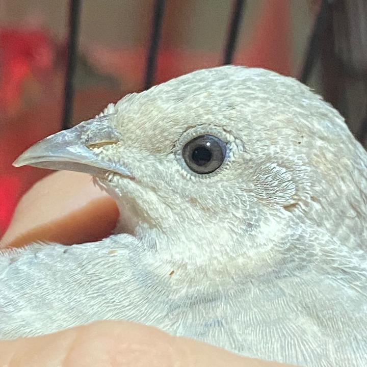 King quail collective