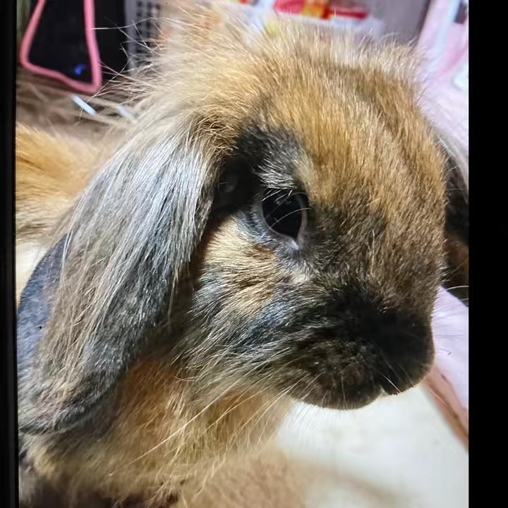 カモファミリーココルナ