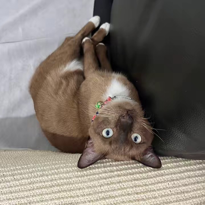 Pepsi ซู่ซ่าาา 😺