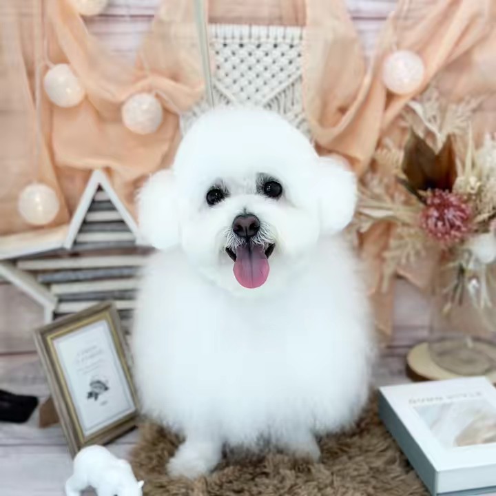 ボロニーズのマロマロン