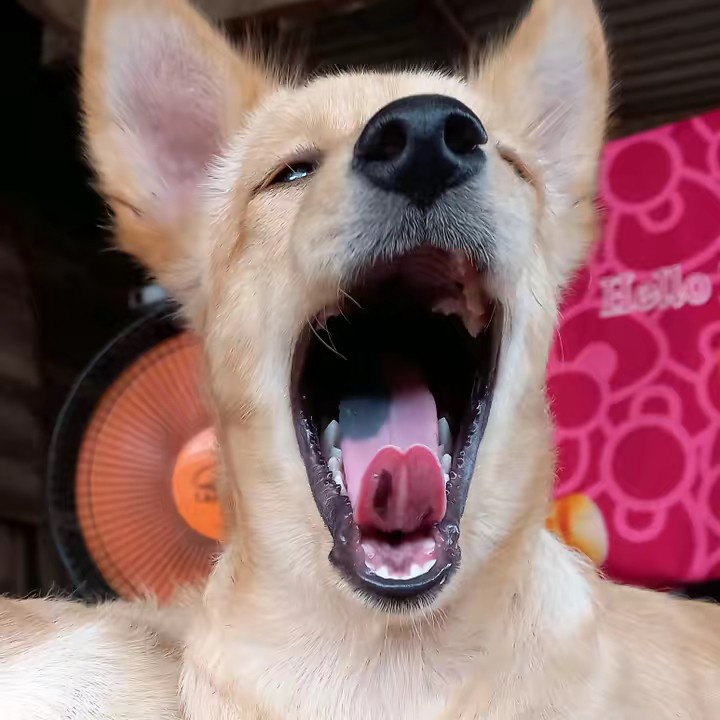 อ้วนชอบกินปิ้งไก่🍗😋🍹