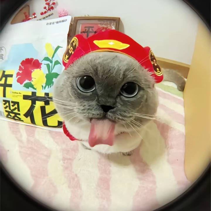 ⭐️Weezer cat⭐️