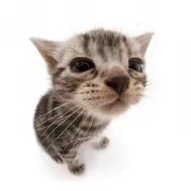 𝐉𝐚𝐧𝐧𝐚𝐡 ꨄ